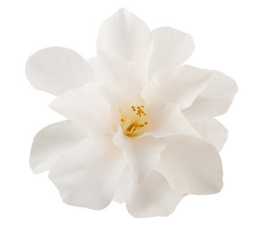 Camellia bloem
