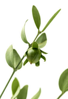 Jojoba