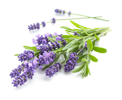 Lavendel