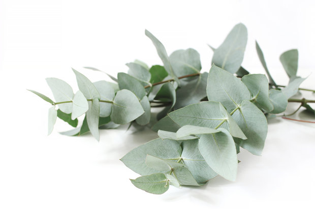 Eucalyptus