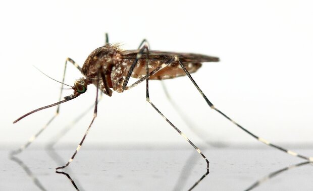 Insectenwerend middel tegen muggen sustOILable