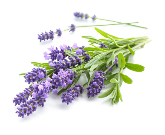 Lavendel