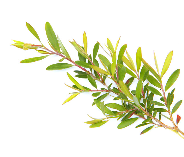Tea Tree tak