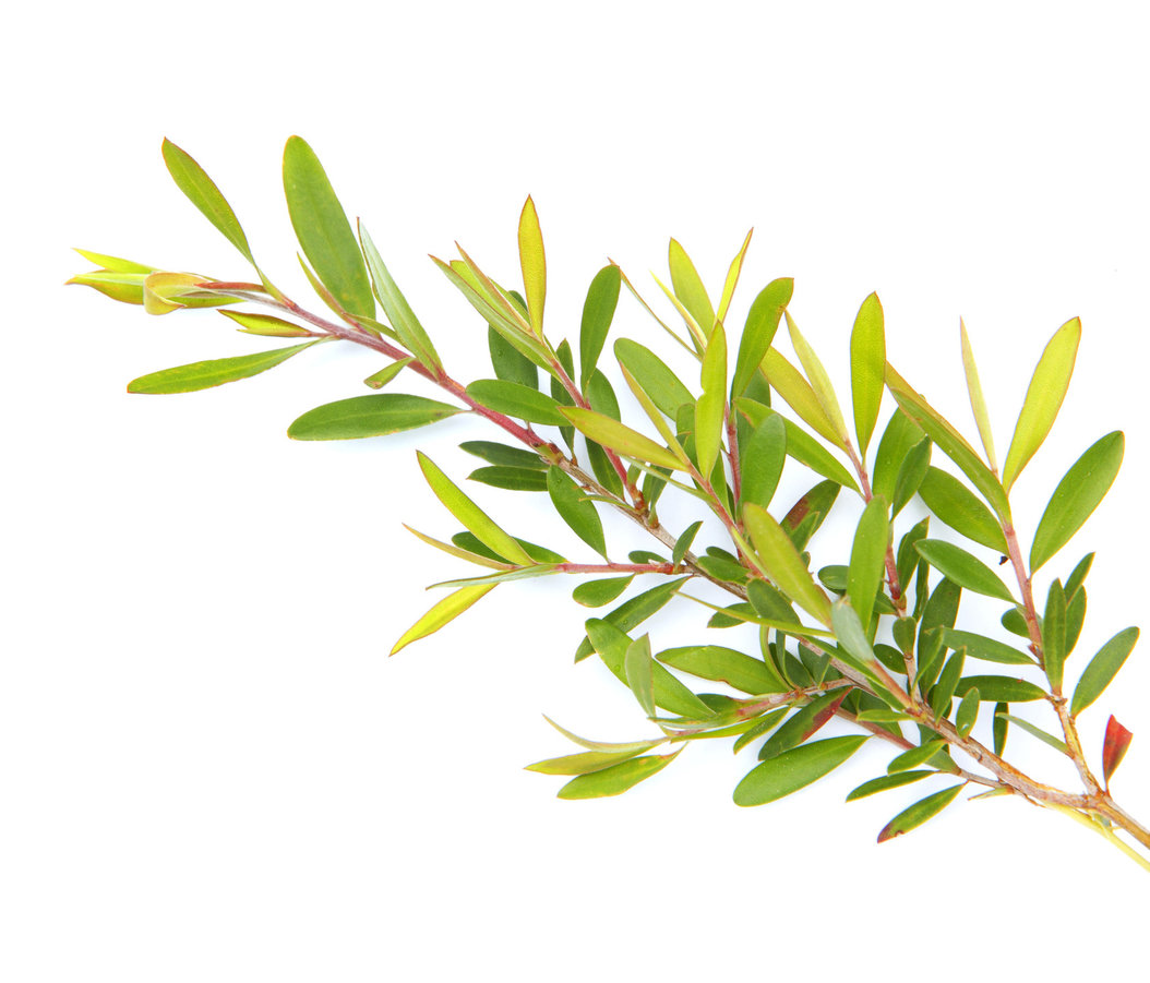 Tea-Tree-etherische-geurolie