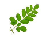 Moringa blad Moringa Oleifera